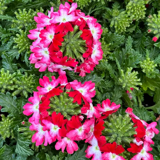 Verbena x hybrida 'Drums Pink' (Pot Size 10.5cm) Pink Verbena