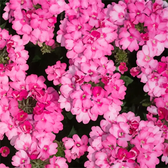 Verbena x hybrida 'Pink' (Pot Size 10.5cm) Pink Verbena