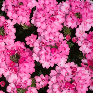 Verbena x hybrida 'Pink' (Pot Size 10.5cm) Pink Verbena