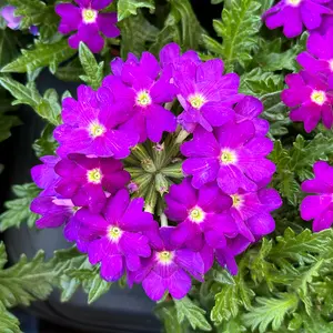 Verbena x hybrida 'Purple' (Pot Size 10.5cm) Purple Verbena