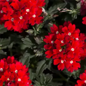 Verbena x hybrida 'Red' (Pot Size 10.5cm) Pink Verbena