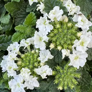 Verbena x hybrida 'White' (Pot Size 10.5cm) White Verbena