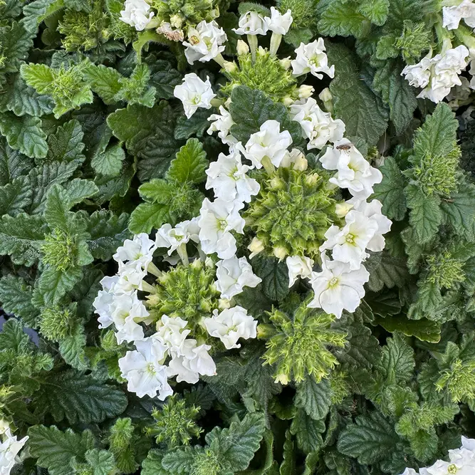 Verbena x hybrida 'White' (Pot Size 10.5cm) White Verbena - image 2