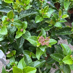 Viburnum tinus 'Lisa Rose' (4.5L) Viburnum Laurustinus - image 2