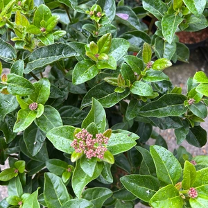 Viburnum tinus 'Lisa Rose' (4.5L) Viburnum Laurustinus - image 4