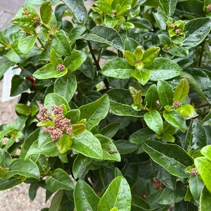 Viburnum tinus 'Lisa Rose' (4.5L) Viburnum Laurustinus - image 5
