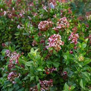 Viburnum tinus 'Lisa Rose' (4.5L) Viburnum Laurustinus - image 6