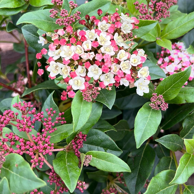 Viburnum tinus 'Lisa Rose' (4.5L) Viburnum Laurustinus - image 3