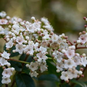 Viburnum tinus (26cm) Laurustinus - image 3