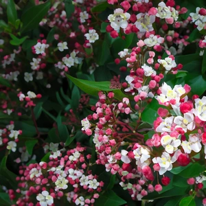 Viburnum Tinus Eve Price - Viburnum, Laurustinus