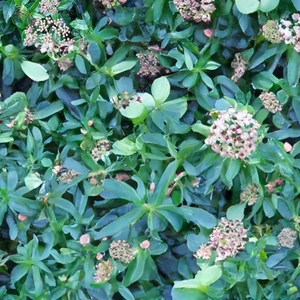 Viburnum Tinus Eve Price (Pot size 30cm) Viburnum, Laurustinus - image 2