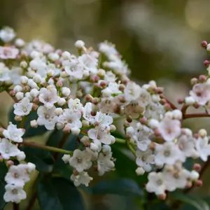Viburnum tinus (Pot Size 10L) Laurustinus