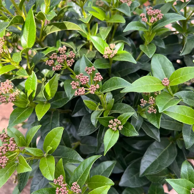 Viburnum tinus (Pot Size 10L) Laurustinus - image 3