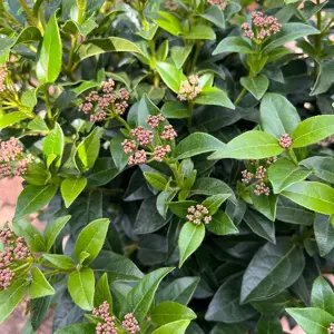 Viburnum tinus (Pot Size 10L) Laurustinus - image 3