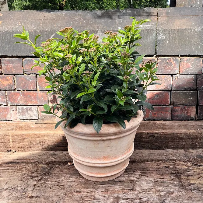 Viburnum tinus (Pot Size 5L) Laurustinus - image 2