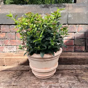 Viburnum tinus (Pot Size 5L) Laurustinus - image 2