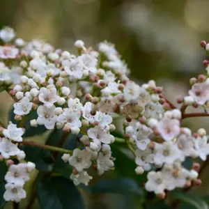 Viburnum tinus (Pot Size 5L) Laurustinus - image 4