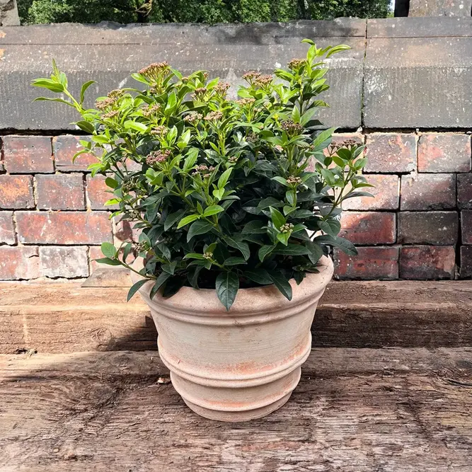 Viburnum tinus (Pot Size 5L) Laurustinus - image 5