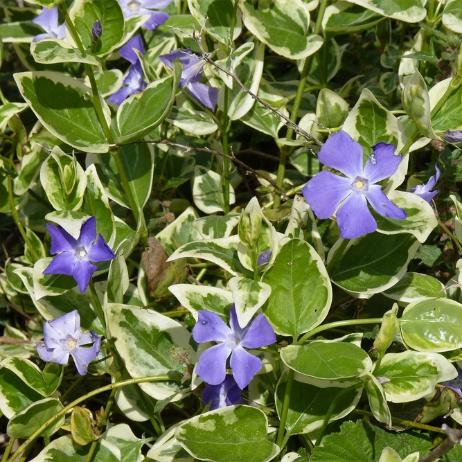 Vinca major 'Wojo's Gem' (Pot Size 3ltr) Periwinkle