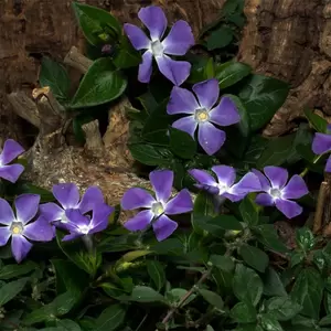 Vinca minor (3Ltr) - Lesser Periwinkle - image 3