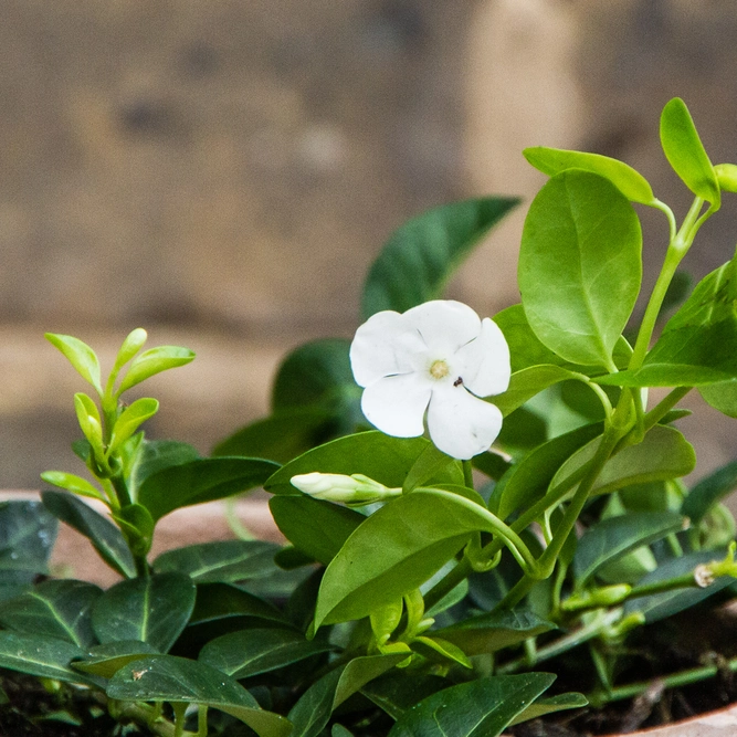 Vinca minor 'Alba' (15cm) White Lesser Periwinkle - image 1