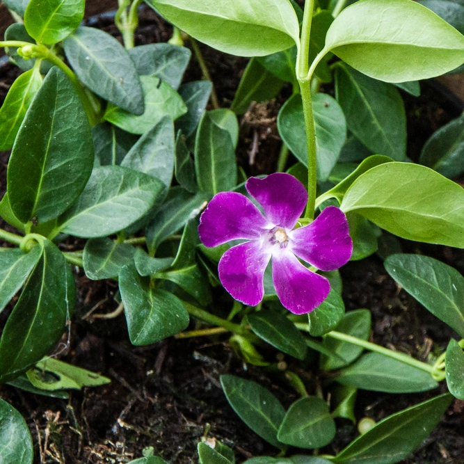 Vinca minor 'Atropurpurea' (15cm) - Lesser Periwinkle - image 1