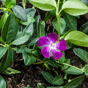 Vinca minor 'Atropurpurea' (13cm) - Lesser Periwinkle - image 2