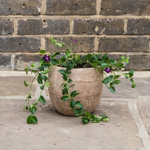 Vinca minor 'Atropurpurea' (15cm) - Lesser Periwinkle - image 2