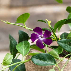 Vinca minor 'Atropurpurea' (15cm) - Lesser Periwinkle - image 3