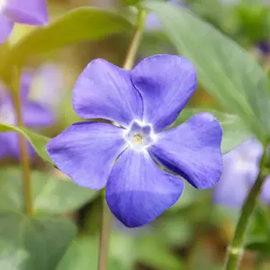 Vinca minor 'Bowles Variety' (Pot Size 2L) Periwinkle
