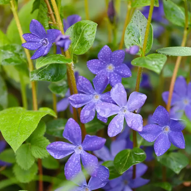 Vinca minor 'Bowles Variety' (Pot Size 2L) Periwinkle - image 2
