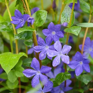 Vinca minor 'Bowles Variety' (Pot Size 2L) Periwinkle - image 2
