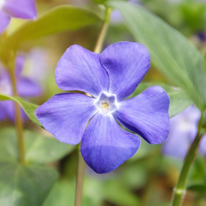 Vinca minor 'Bowles Variety' (Pot Size 3Ltr) Periwinkle - image 1