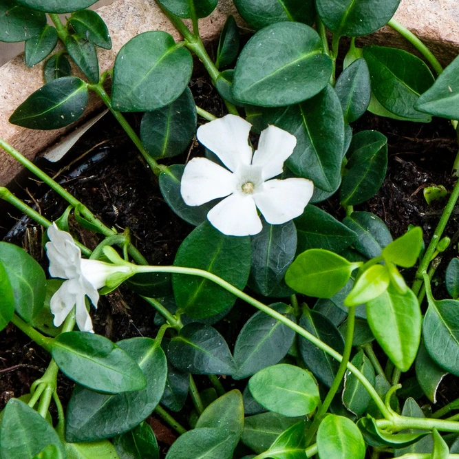 Vinca Minor 'Elisa' (15cm) Lesser Periwinkle - image 1