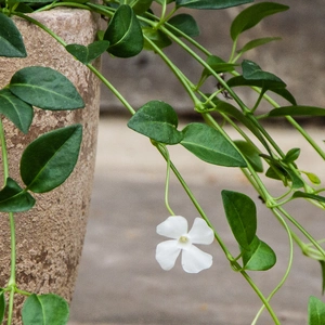 Vinca Minor 'Elisa' (15cm) Lesser Periwinkle - image 3