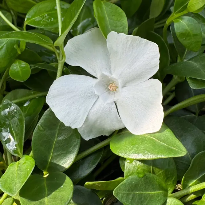 Vinca minor 'Gertrude Jekyll' (Pot Size 2L) Lesser Periwinkle - image 1