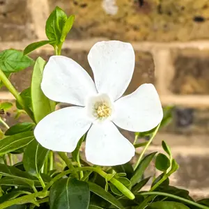 Vinca minor 'Gertrude Jekyll' (Pot Size 2L) Lesser Periwinkle - image 2