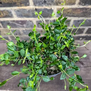 Vinca minor 'Gertrude Jekyll' (Pot Size 2L) Lesser Periwinkle - image 3
