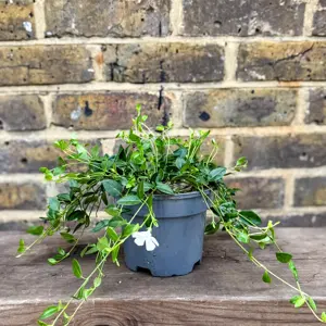Vinca minor 'Gertrude Jekyll' (Pot Size 2L) Lesser Periwinkle - image 4