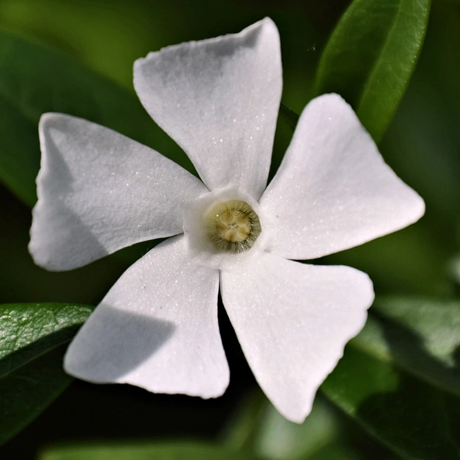 Vinca minor 'Gertrude Jekyll' (Pot Size 13cm) - Lesser Periwinkle - image 2