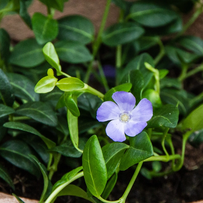 Vinca minor 'Josephine' (15cm) Lesser Periwinkle - image 1