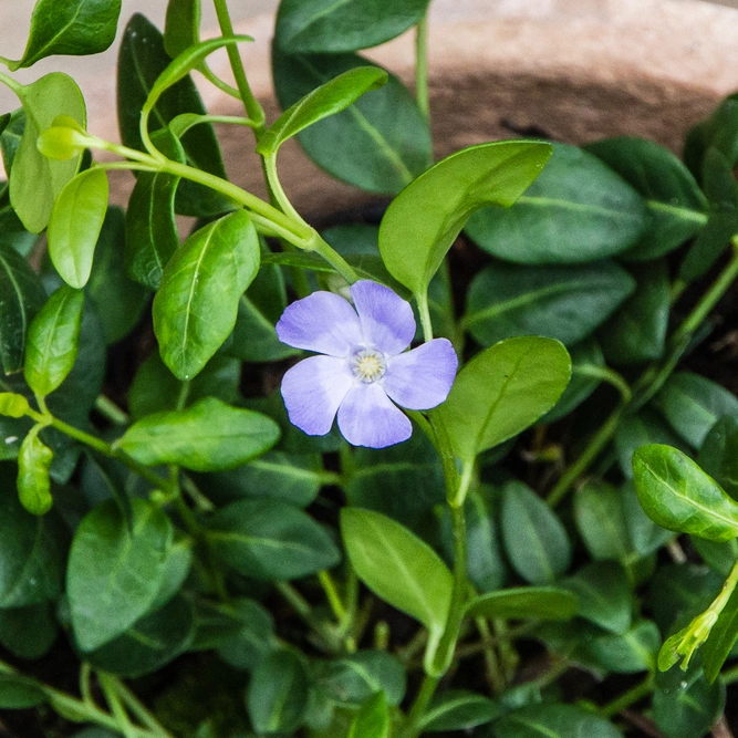 Vinca minor 'Marie' (15cm) Lesser Periwinkle - image 1