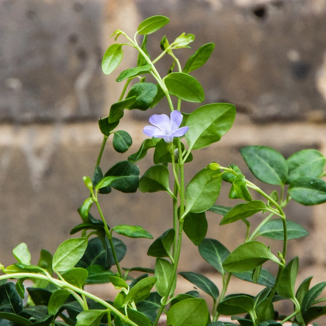 Vinca minor 'Marie' (15cm) Lesser Periwinkle - image 3