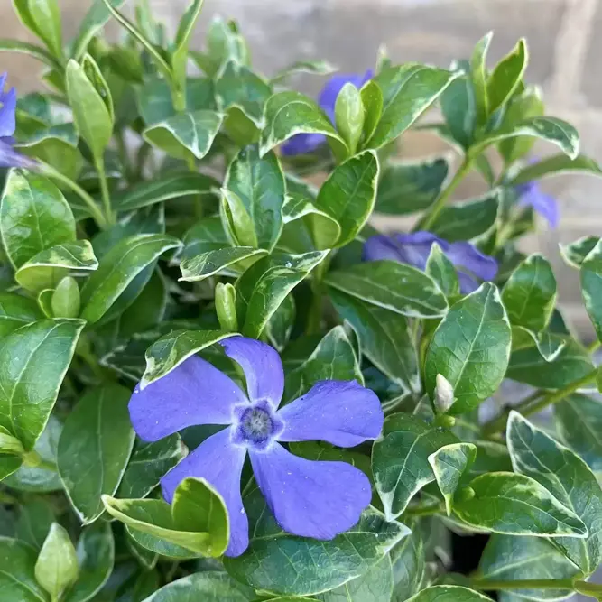 Vinca minor 'Ralph Shugert' (Pot Size 2L) Lesser Periwinkle (alt)