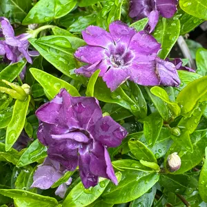 Vinca 'Multiplex' (3L) - Double Periwinkle - image 2