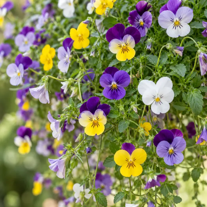 Viola cornuta Trailing Mix (6 Pack) Trailing Viola