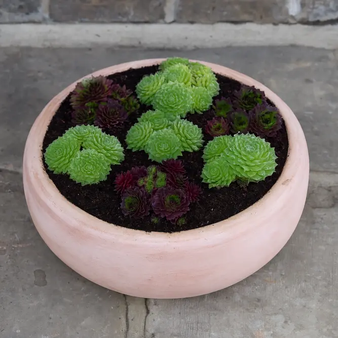 Whitewash Terracotta Bowl Annalise (D33x12cm) Outdoor Plant Pot - image 4