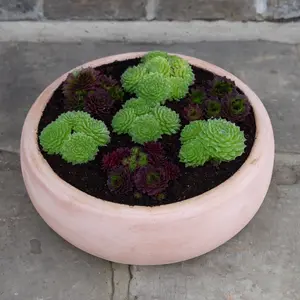 Whitewash Terracotta Bowl Annalise (D33x12cm) Outdoor Plant Pot - image 4