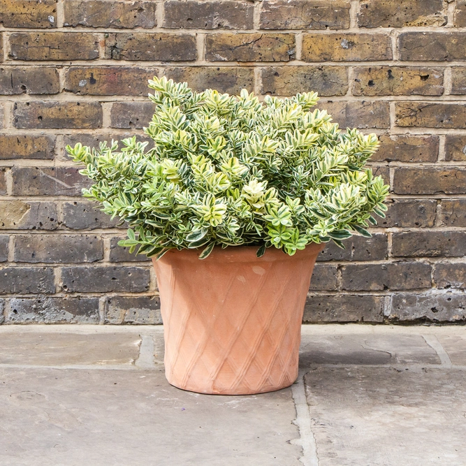 Whitewash Terracotta Handmade Basketweave Planter  (D30 x H38cm) Outdoor Plant Pot - image 5