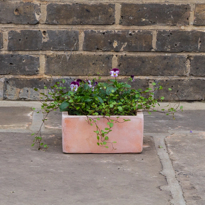 Whitewash Terracotta Handmade Low Square Planter (D20cm x H10cm) Outdoor Plant Pot - image 3